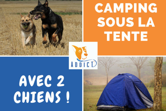 Le camping sous la tente avec 2 chiens : une aventure 100% Bibou Addict !