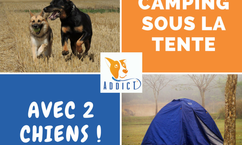 Le camping sous la tente avec 2 chiens : une aventure 100% Bibou Addict !