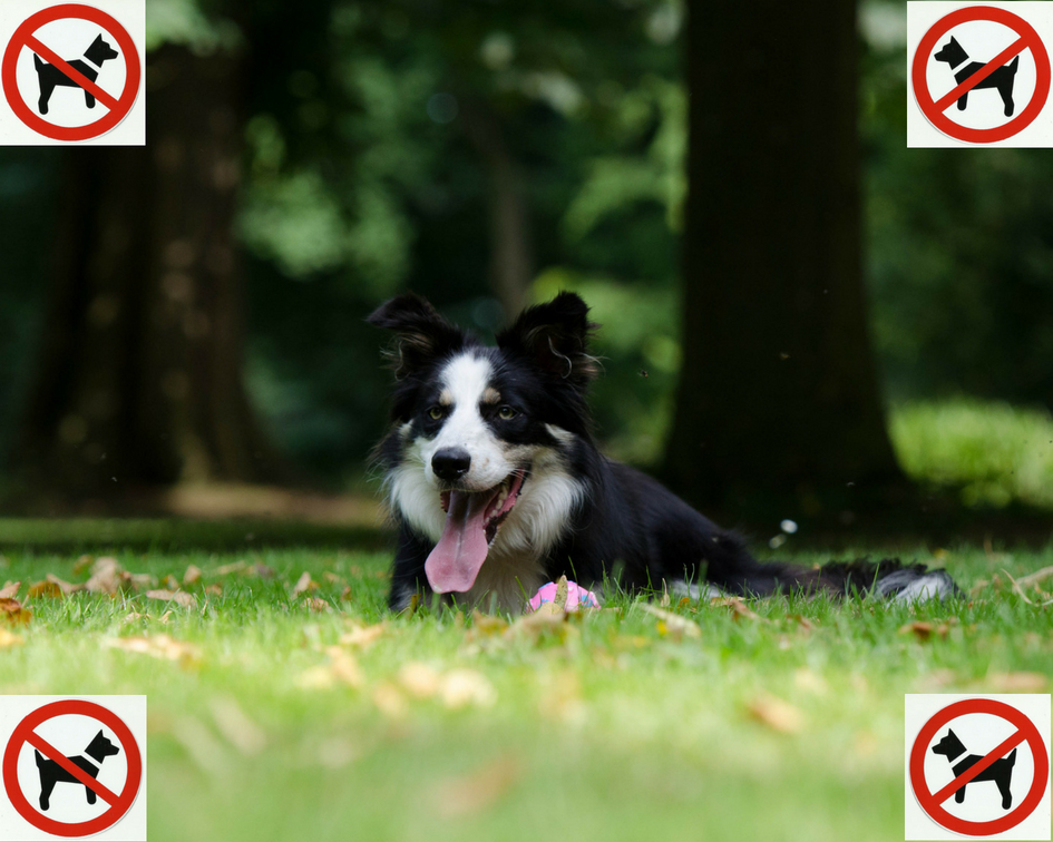 Être hors la Loi en promenant son chien dans un parc public