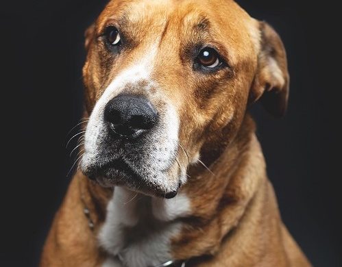Comment peut-on abandonner un chien ?